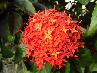 Big ball of red adn orange santan flowers in a garden