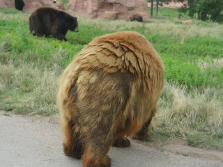 A brown bear and a black bear walks along the road in South Dakota.