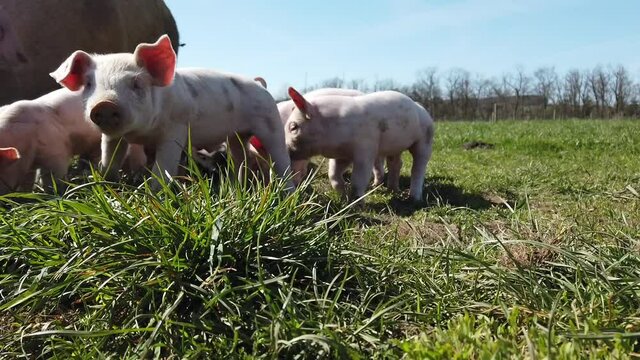 Agriculture porcs cochon elevage viande bio plein air Wallonie Belgique