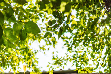 Obraz na płótnie Canvas Blurred image of light shining through leaves. Retro effect.