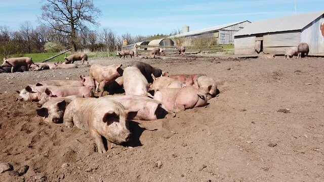 Agriculture porcs cochon elevage viande bio plein air Wallonie Belgique