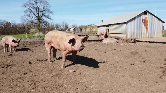 Agriculture porcs cochon elevage viande bio plein air Wallonie Belgique
