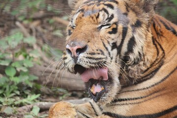 Close tight shot of a tiger's face in the act of yawning