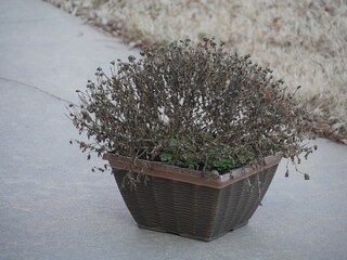 Pot of dried flowers in winter