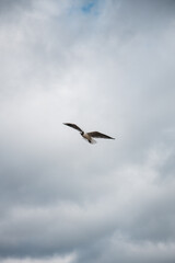 Möwe im Wind mit Wolke im Hintergrund