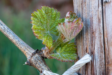 Weinblätter im Frühling