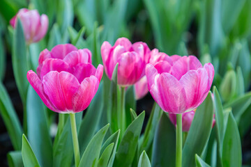 Amazing view of colorful tulip flowering in the garden at sunny summer or spring day