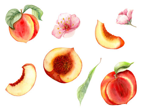 watercolor pattern with hand drawn peaches. Different type of pieces. Ideal for food packaging design