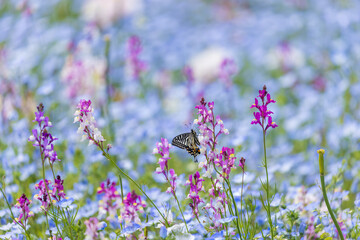 愛知県江南市　フラワーパーク江南　花畑とアゲハ蝶3