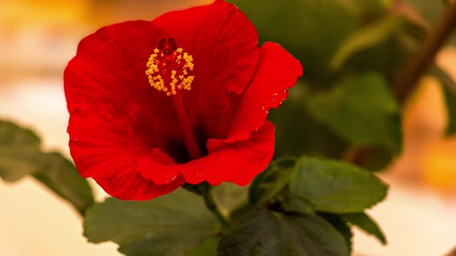 Beautiful Time Lapse of Red Hibiscus Flower Blooming
