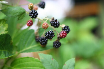 Brombeeren