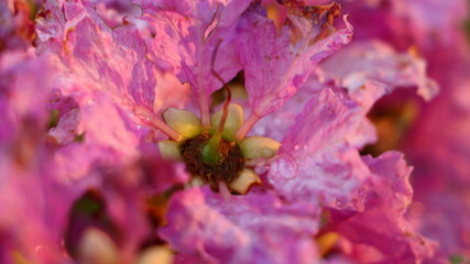 Closeup Queen's Flower or Inthanin flower in Thailand and Lagerstroemia speciosa (L.) Pers . Queen's crape myrtle, Pride of India, Jarul, Pyinma/ Lagerstroemia - obrazy, fototapety, plakaty