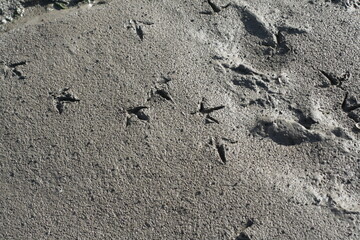 Abdrücke im Sand