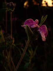 Beautiful soft pink flower at sunset