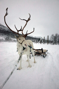 Reindeer Sled in Snow