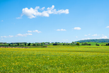 Blooming meadow in beautiful summer landscape in the countryside