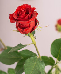 Primer plano de rosas rojas naturales con espinas, ideales para citas romanticas y san valentin
