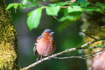 Chaffinch sitting on a tree branch