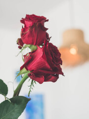 Primer plano de rosas rojas naturales con espinas, ideales para citas romanticas y san valentin

