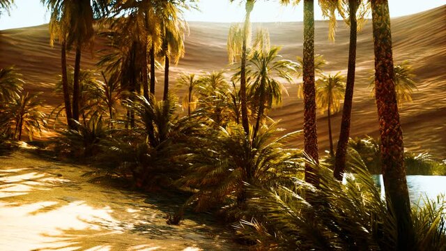 Oasis in hot Sahara Desert
