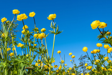 Flowering Globeflower on a sunny meadow and a blue sky