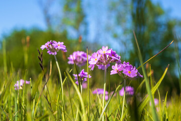 Beautiful Bird's-eye primrose flowers on a meadow