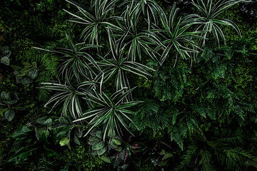 fern and plant decorate on wall