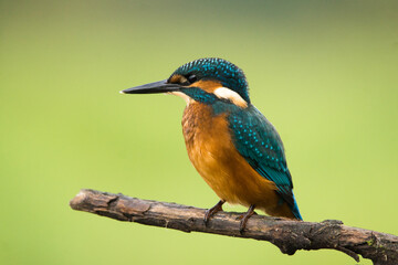 Martin pêcheur (KingFisher)