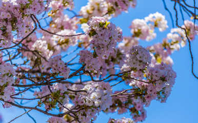 Kirschblüten