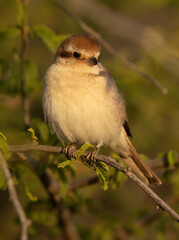 Brown shrike perched on twig in the morning, Bahrain