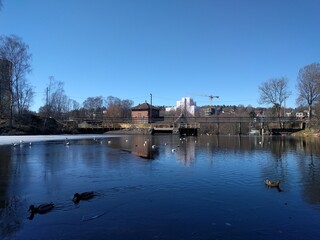 small lake in the spring with ducks swimming