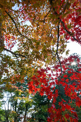 日本楓の紅葉