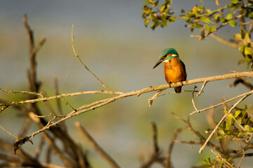 Martin pêcheur (KingFisher)