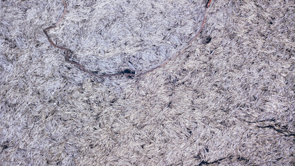 many driftwood trees dead wood top view