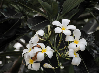 White Plumeria on the Plumeria tree or Plumeria flowers with green leaves background