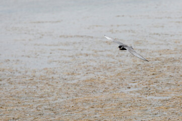 Arctic tern flying over the sea