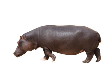 Walking hippo. Isolated on white background.