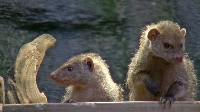 Two Mongooses 2