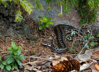 snake in the forest