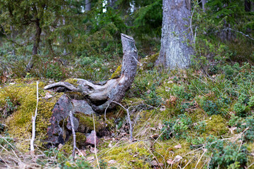 baby elephant in the forest