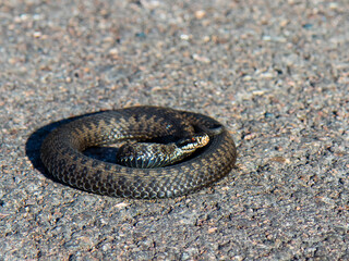 close up of a snake