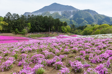 羊山公園の芝桜と武甲山