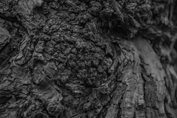 Hardwood Tree Texture Closeup Backgrounds