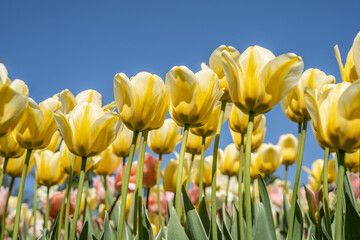 Yellow Tulips Against Blue Sky Background