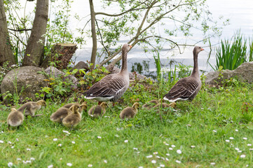 Gänse Familie am See
