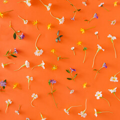 Colorful spring composition. Various flowers on a pastel orange background. Uplifting creative flat lay idea.
