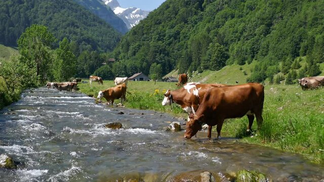 Cows on alpine pasture, Switzerland