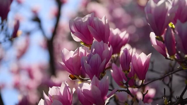 4K Video. A big magnolia tree full with blossom flowers in rose pink color. Floral detail photography.