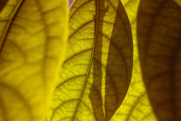 green leaf close-up. deciduous plant macro. leaf structure is extremely close