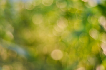 Obraz premium Green and yellow bokeh background
